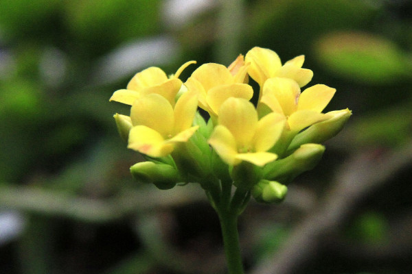 長壽花倒伏怎麼辦