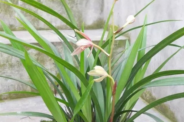 狀元紅花有幾種