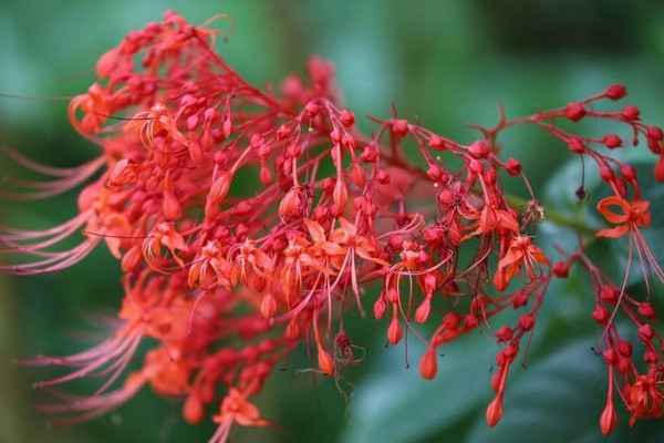 狀元紅花有幾種