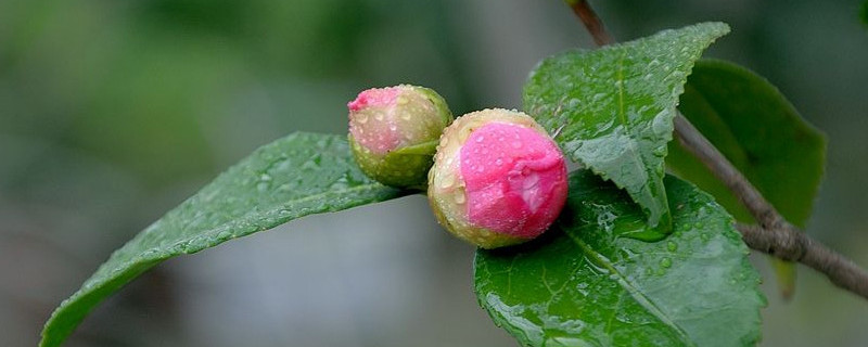 茶花春天好養活嗎