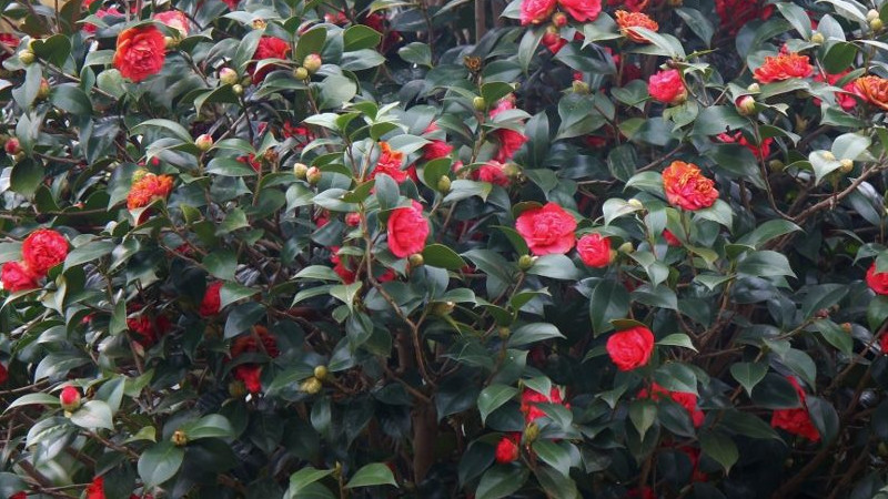 茶花冬季怎麼過冬