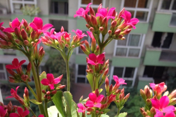 長壽花出現須根怎麼辦