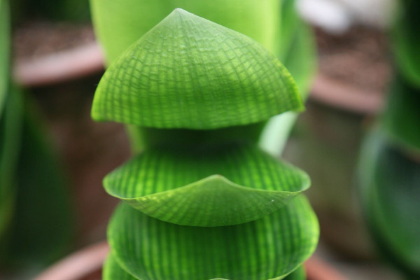 君子蘭浸盆法好處