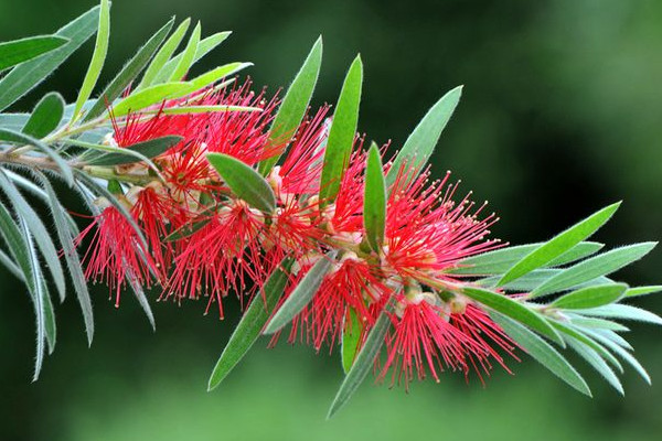 柳樹能開紅花嗎