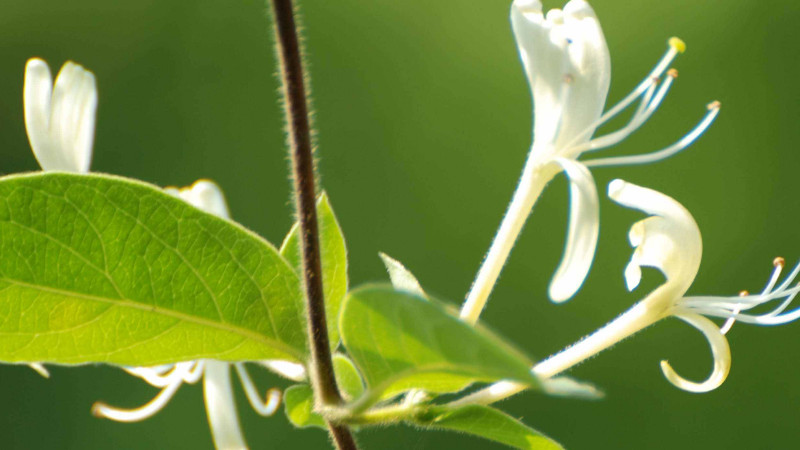 金銀花為什麼叫忍冬花