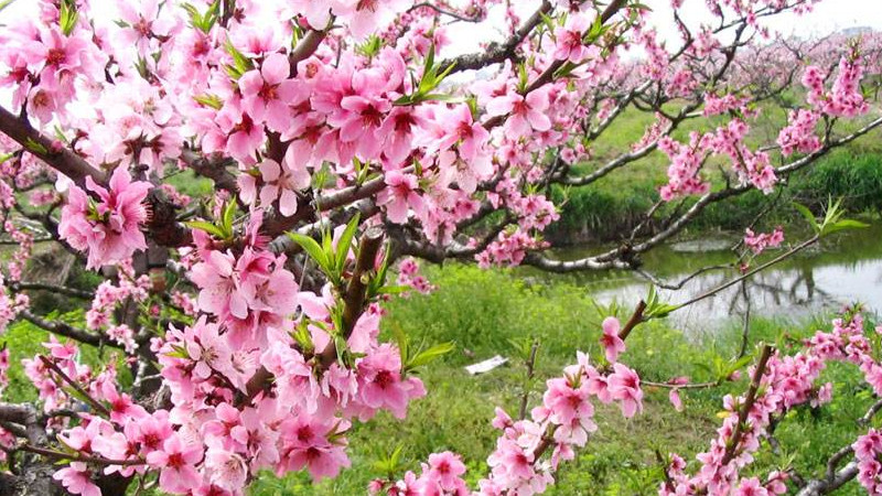 桃花樹能結桃子嗎