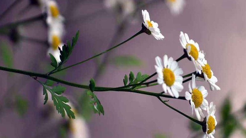 雛菊發芽後怎麼護理