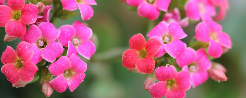 長壽花隻剩光杆怎麼養