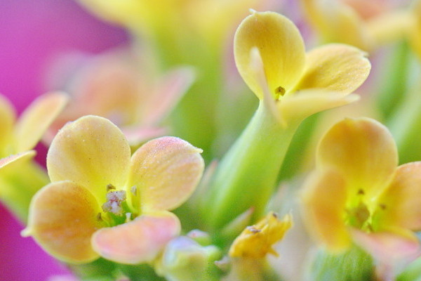 長壽花隻剩光杆怎麼養