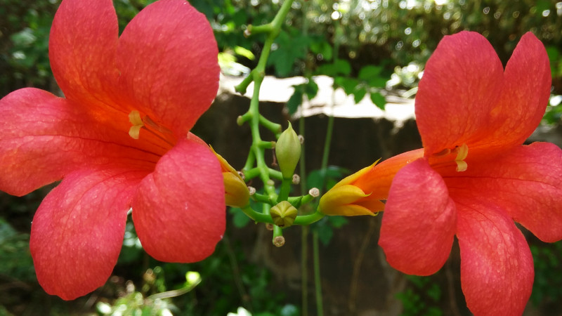 淩霄花怎麼澆水