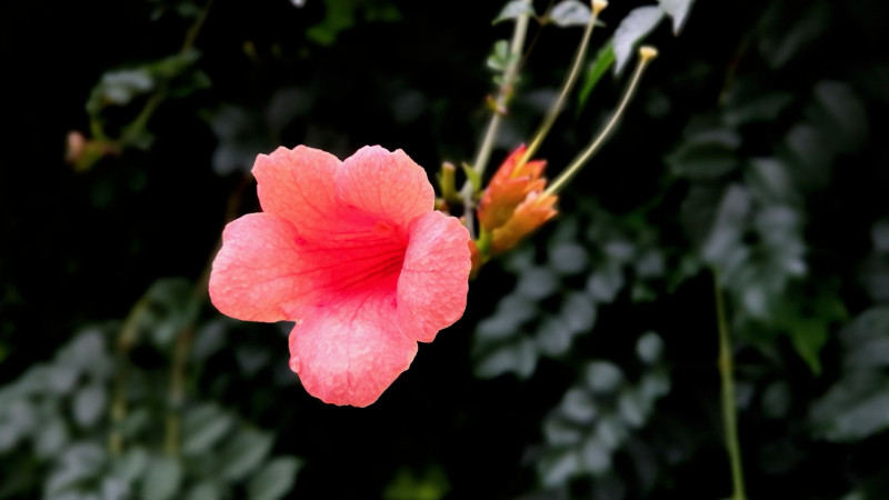 如何讓淩霄花開花