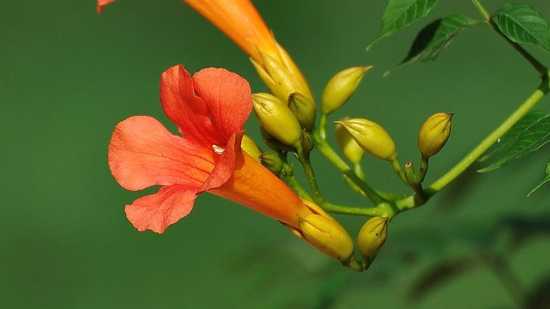 淩霄花怎麼扡插