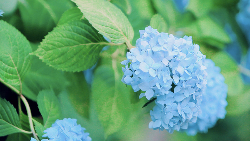 繡球花又叫什麼花