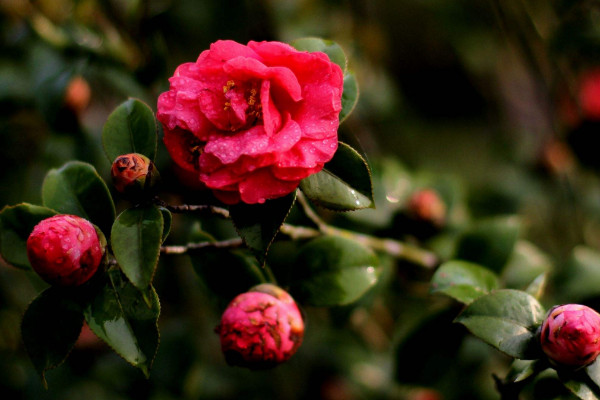 茶花春節能開花嗎