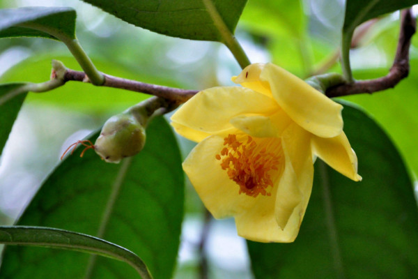 茶花春節能開花嗎