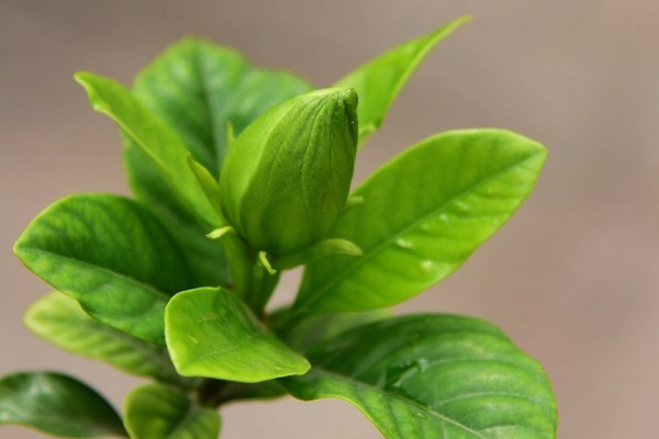 盆栽的梔子花怎麼過冬