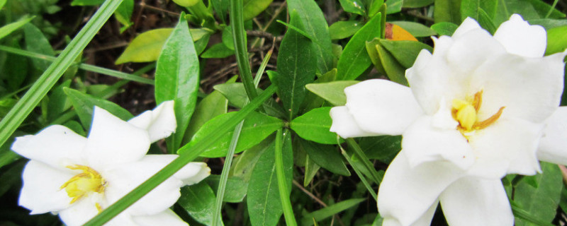 梔子花有花苞卻不開花