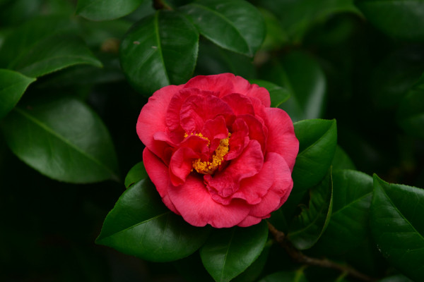 茶花冬天怎麼養要注意什麼