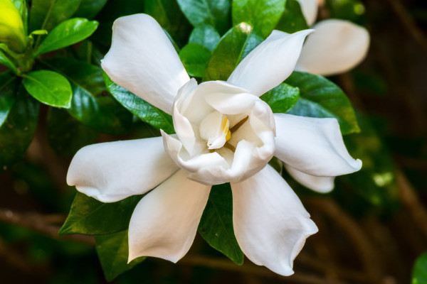 梔子花為什麼黃葉子