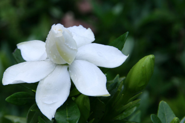 梔子花為什麼黃葉子