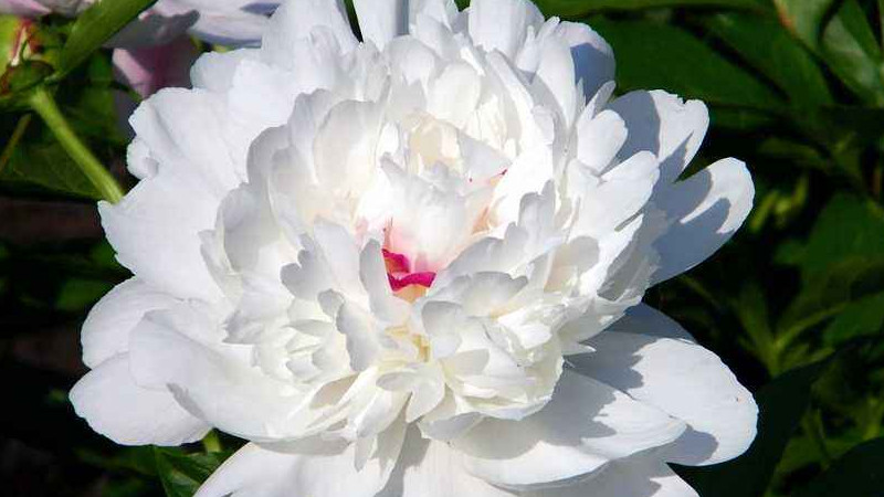 盆栽芍藥花怎麼養