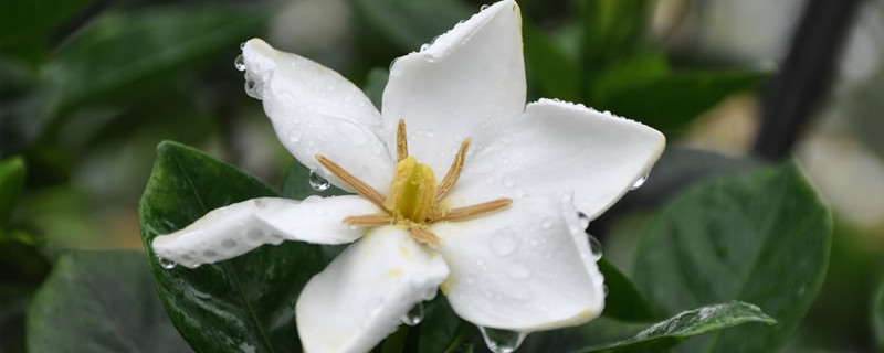 梔子花老樁怎麼養