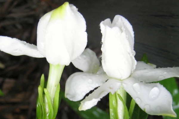 梔子花老樁怎麼養