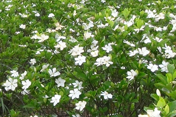 梔子花春天怎麼修剪