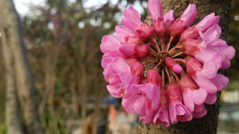 紫荊花如何養護