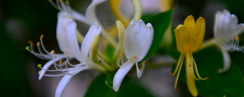 金銀花光杆多久發芽