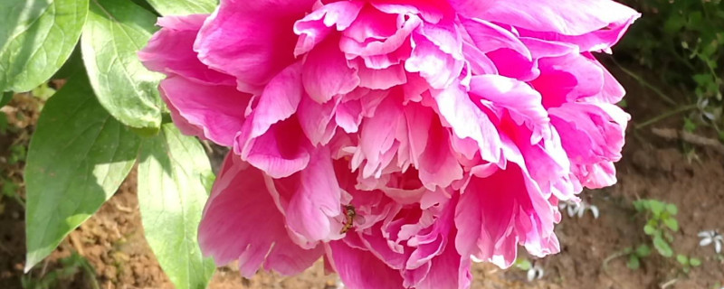 芍藥花秋天葉子枯萎後還澆水嗎