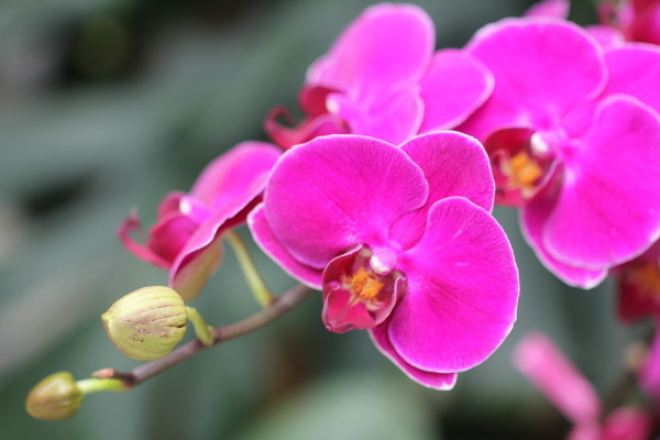 蝴蝶蘭花劍怎麼扡插