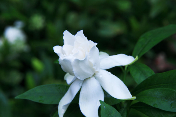 梔子花夏季怎麼澆水