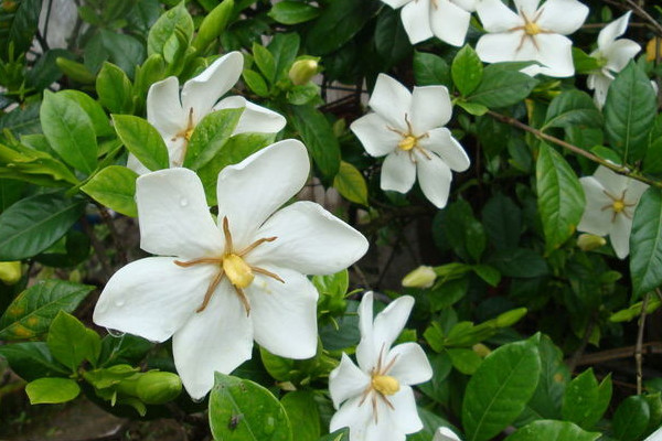 梔子花夏季怎麼養