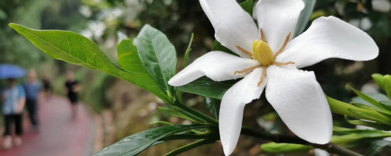 梔子花在北方怎麼養