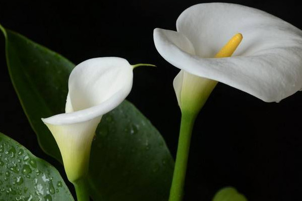 海芋花和馬蹄蓮的區別