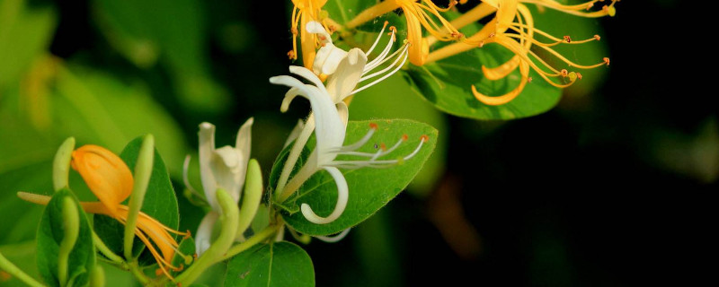 金銀花秋季怎麼養護