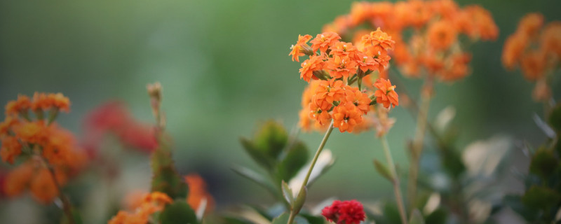 長壽花為什麼掉葉子