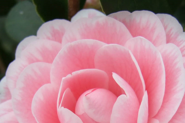 茶花冬季怎麼過冬