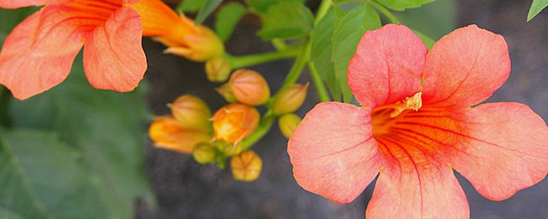 淩霄花夏天要天天澆水嗎