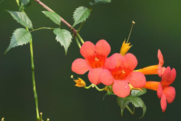 淩霄花夏天要天天澆水嗎