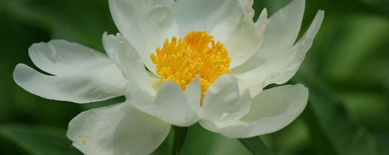 芍藥水培可以養多久