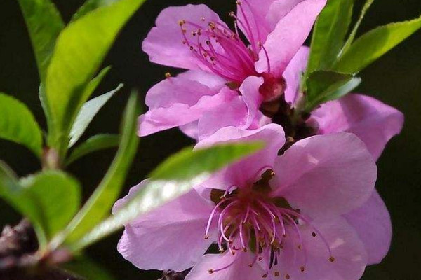 桃花夏天開嗎