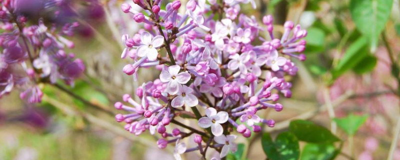 盆栽丁香花怎麼過冬