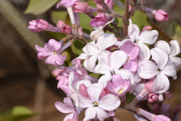 盆栽丁香花怎麼過冬