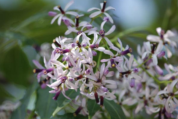 盆栽丁香花怎麼過冬