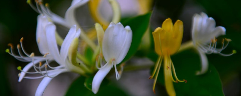 金銀花枝條幹枯怎麼辦