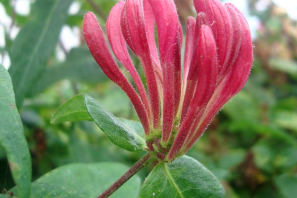 金銀花枝條幹枯怎麼辦