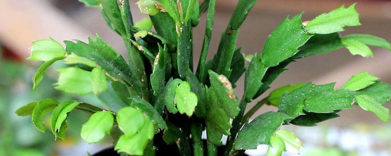 蟹爪蘭夏天怎麼養