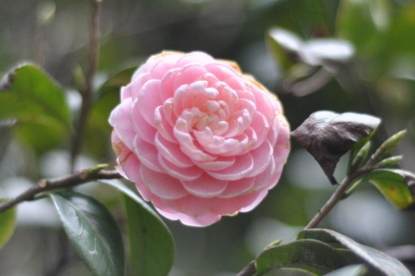 茶花秋天落葉怎麼回事